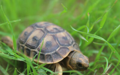 Nogle gange har jeg bare brug for, at sætte tempoet ned og være langsom